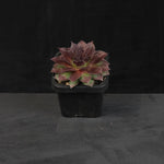 Sempervivum Weirdo with compact burgundy and green rosette foliage