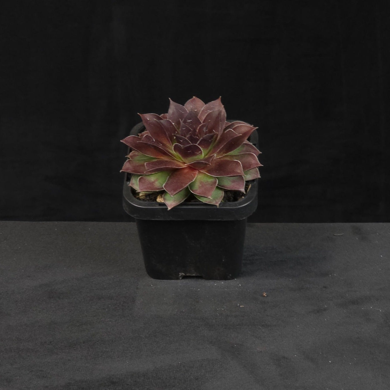Sempervivum Weirdo with compact burgundy and green rosette foliage