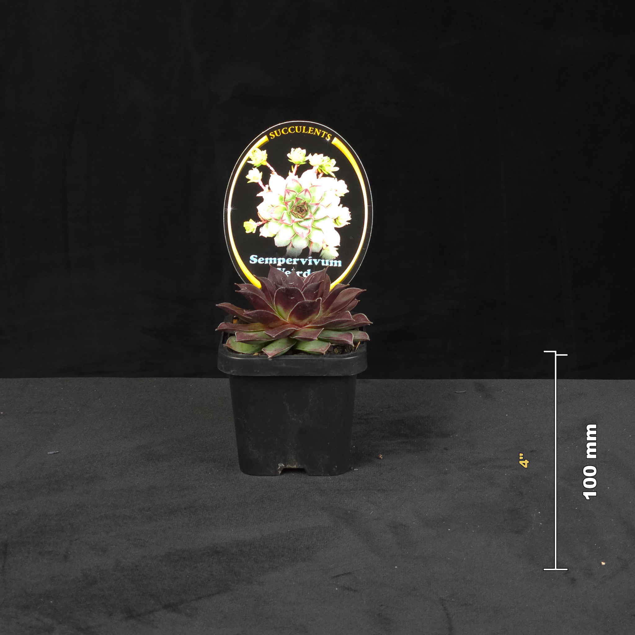 Sempervivum Weirdo potted rosette shown with size reference