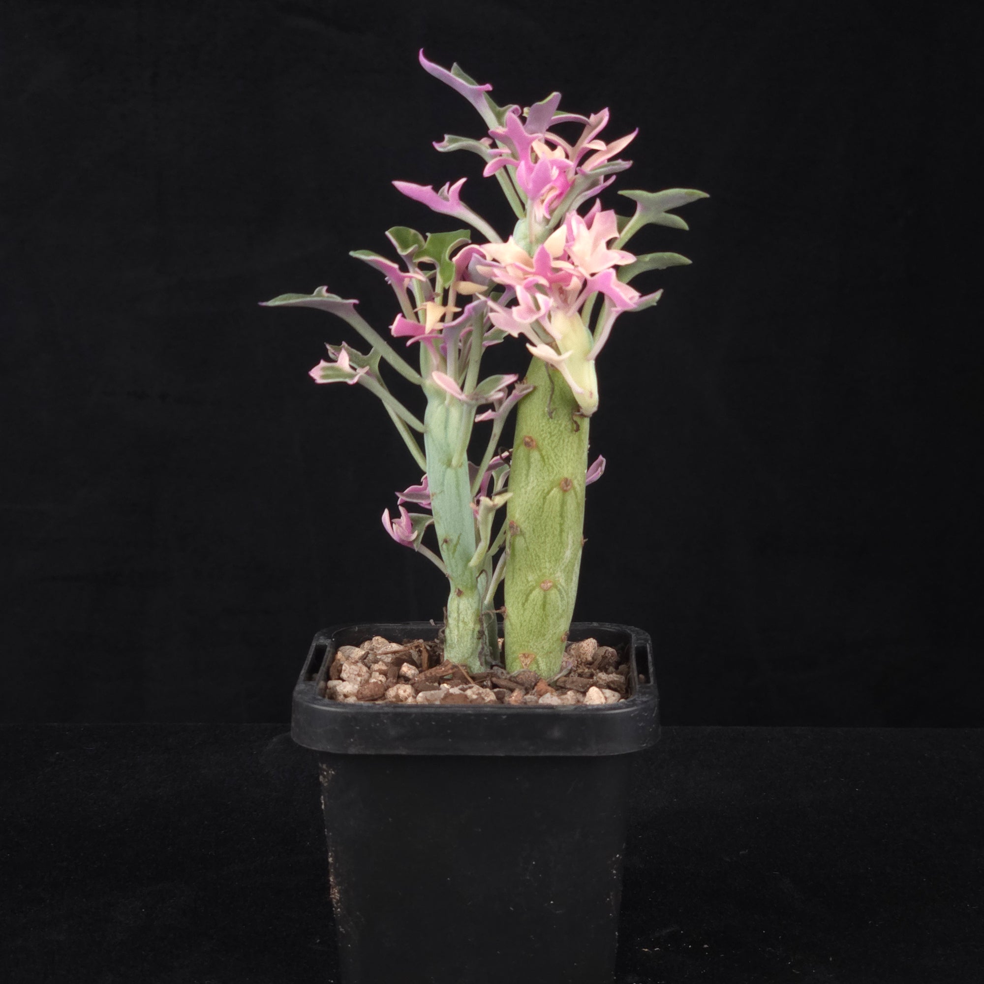 Senecio articulatus f. variegatus showing cream pink and green growth