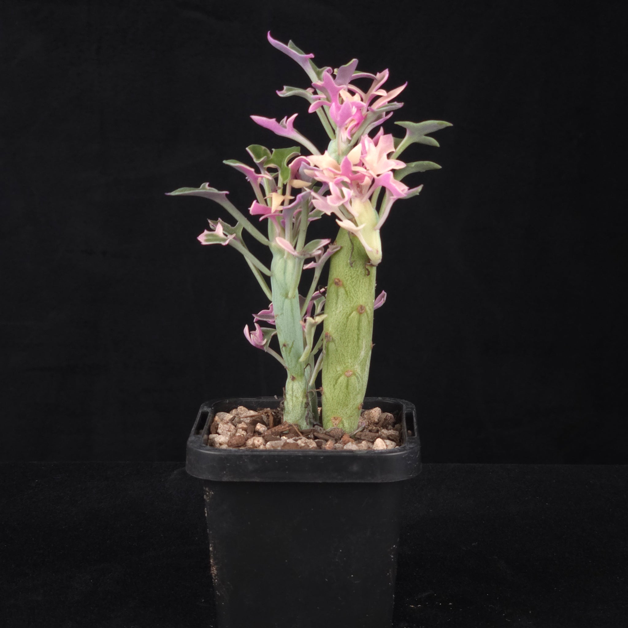Senecio articulatus f. variegatus showing cream pink and green growth