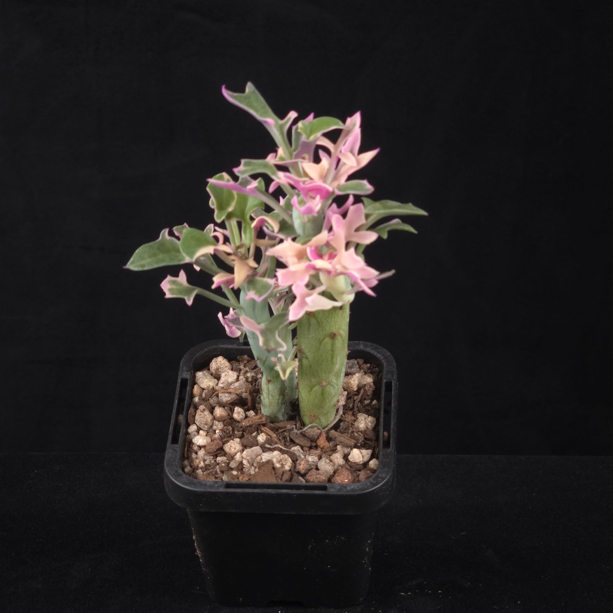 Senecio articulatus f. variegatus growing in black nursery pot