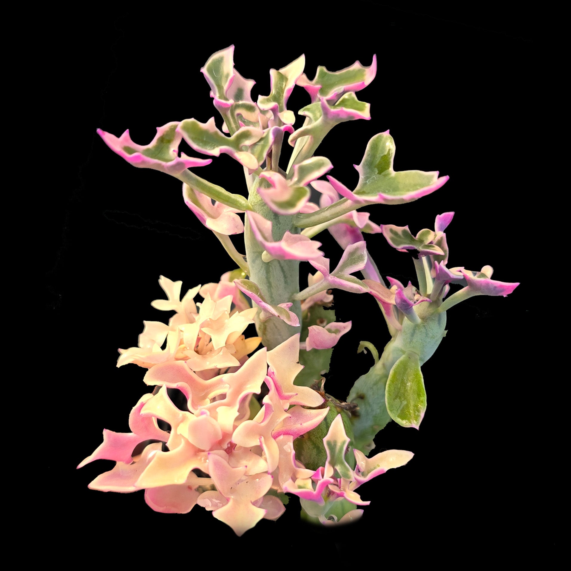 Senecio articulatus f. variegatus with pink cream and green foliage
