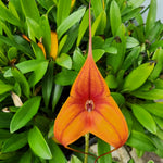 Masdevallia  Cusco Gold 'Seville' divisions