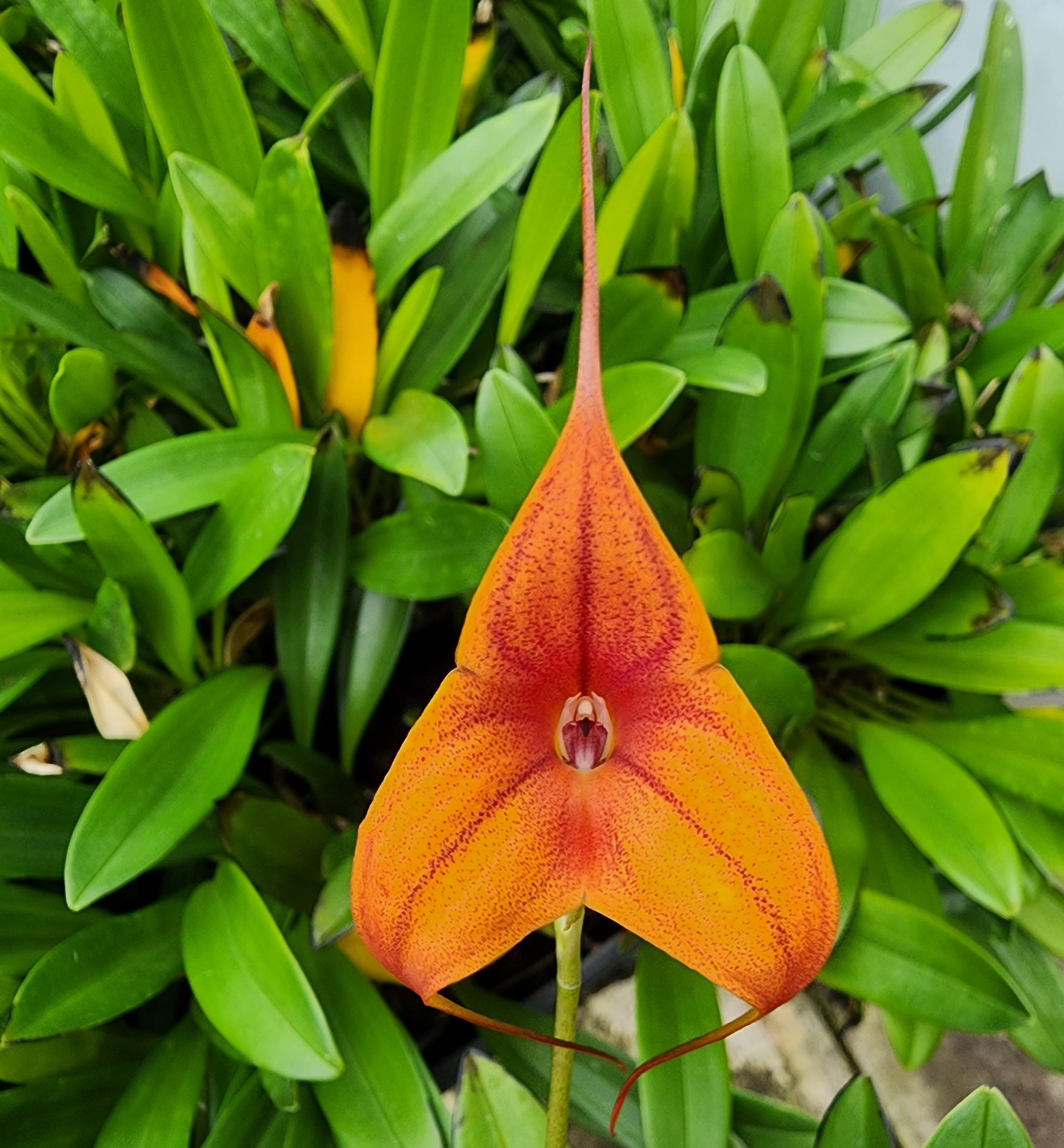 Masdevallia  Cusco Gold 'Seville' divisions