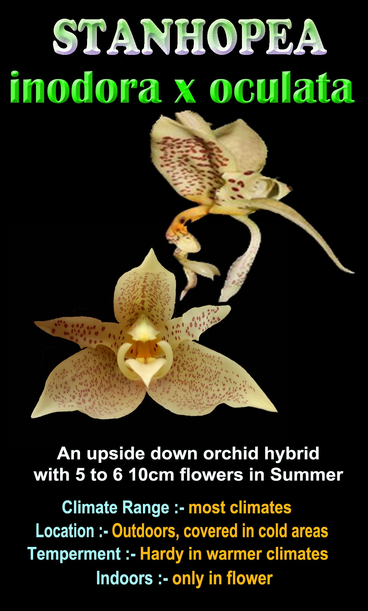Stanhopea inodora x oculata showing cream spotted flowers