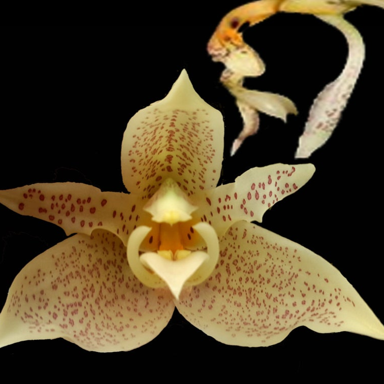 Stanhopea inodora x oculata close-up of cream maroon-spotted flower