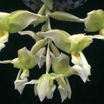 Stanhopea inodora x oculata with pale green and white flowers