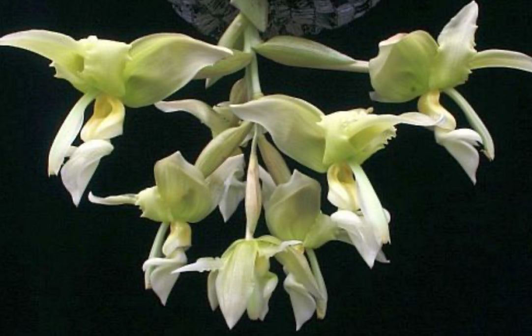 Stanhopea inodora x oculata with pale green and white flowers