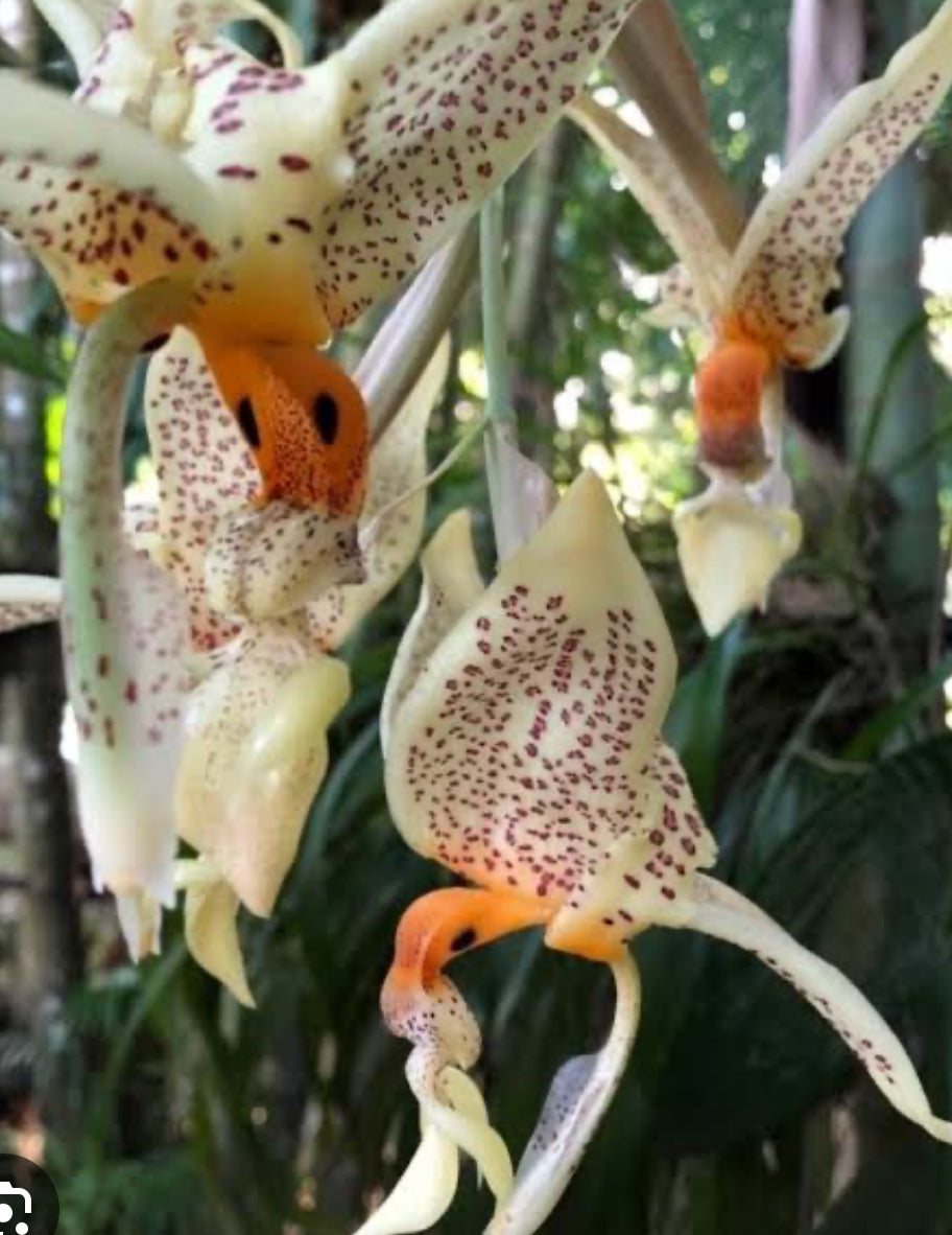 Stanhopea inodora x oculata showing spotted pendant flowers