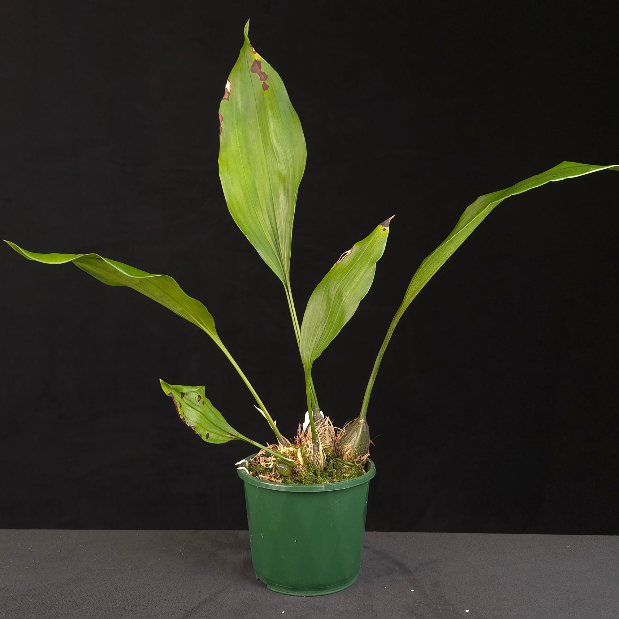 Stanhopea inodora x oculata orchid growing in green nursery pot