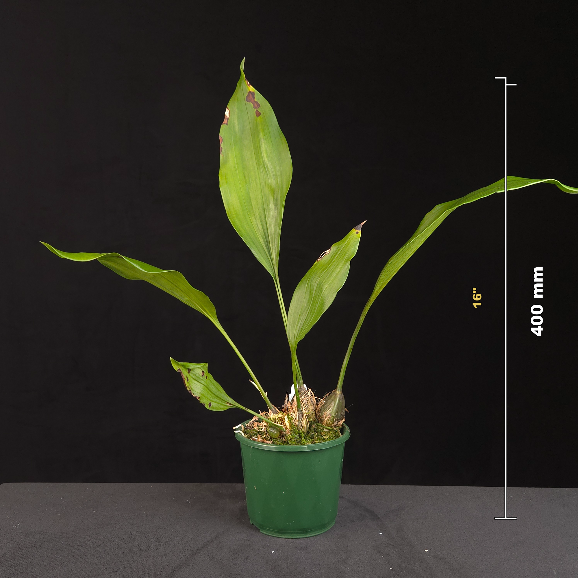 Stanhopea inodora x oculata potted orchid shown with size reference