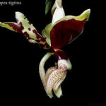 Stanhopea tigrina with large cream and maroon spotted flower