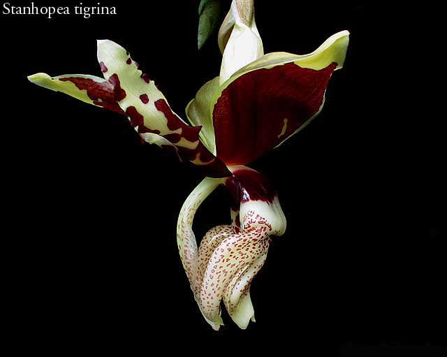Stanhopea tigrina with large cream and maroon spotted flower