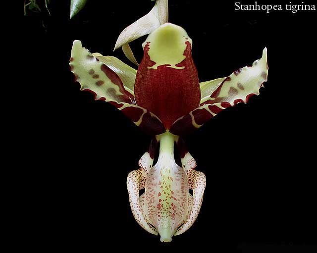 Stanhopea tigrina orchid growing in green nursery pot