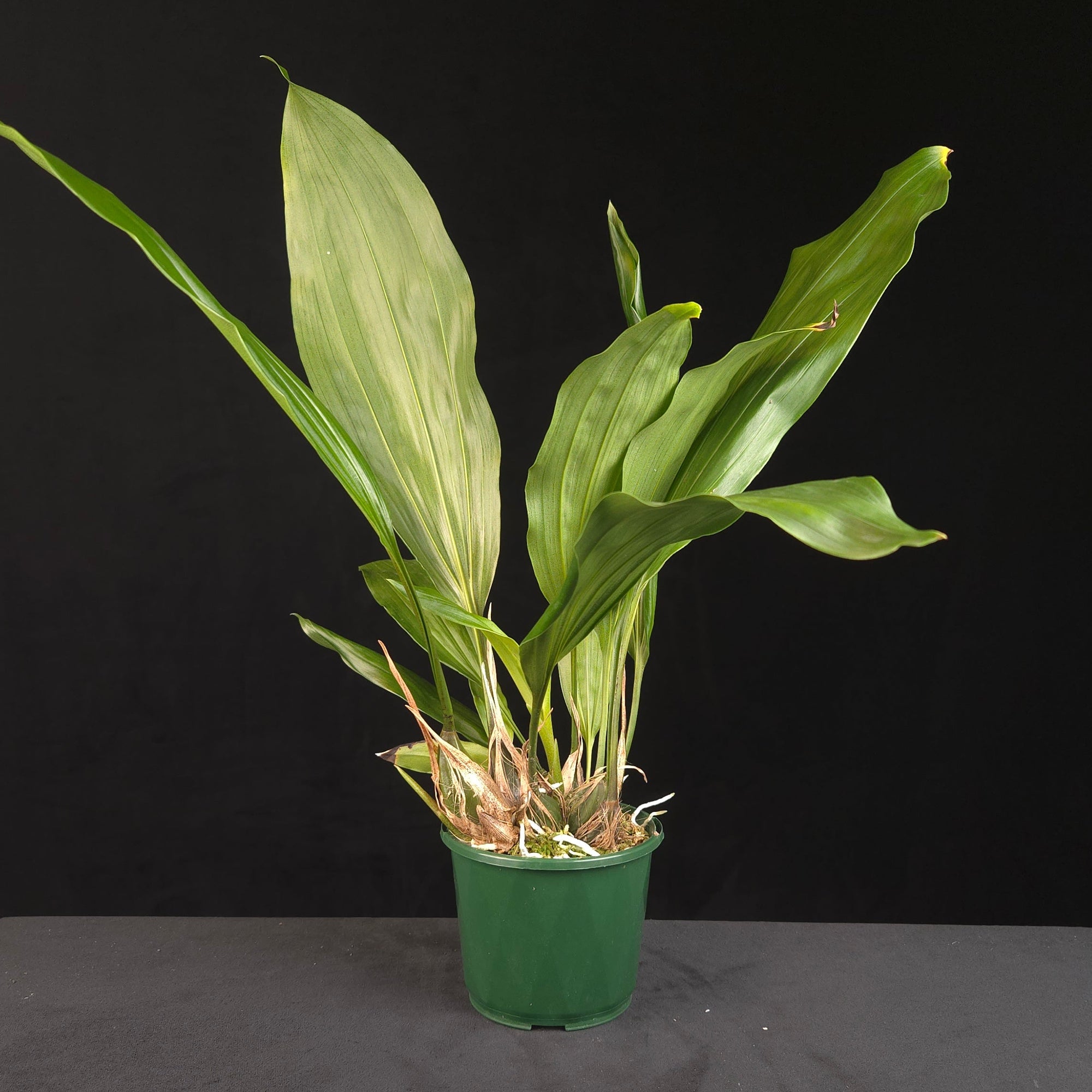 Stanhopea tigrina orchid growing in green nursery pot