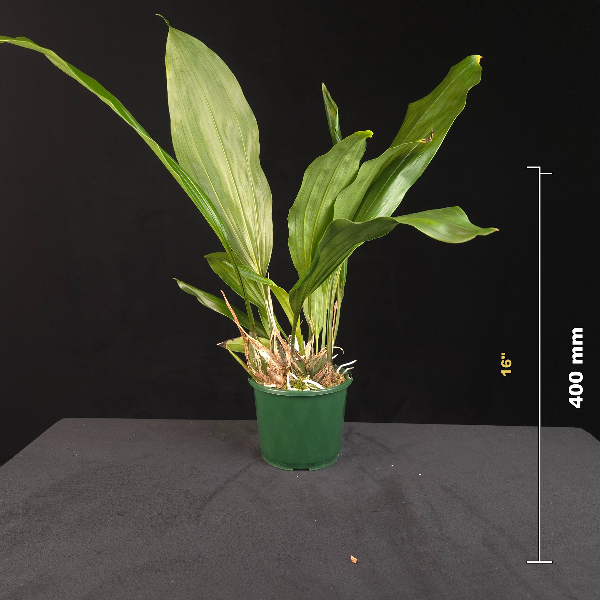 Stanhopea tigrina potted orchid shown with size reference