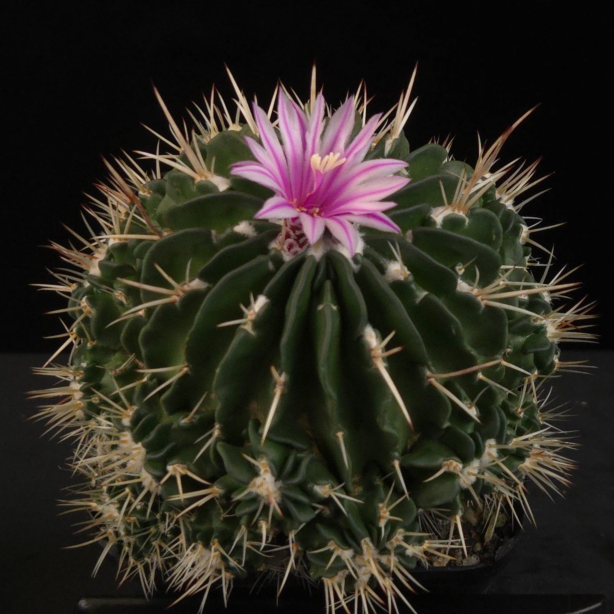 Stenocactus multicostatus Jenci's Favourite with pink flower