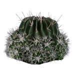 Stenocactus multicostatus Jenci's Favourite with dense ribs and white spines