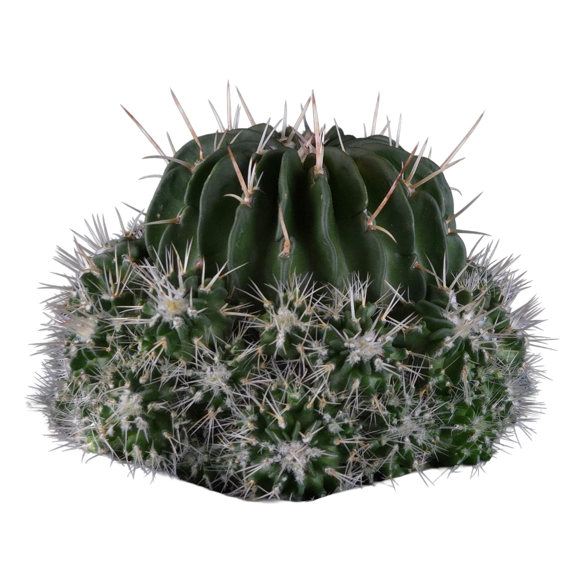 Stenocactus multicostatus Jenci's Favourite with dense ribs and white spines