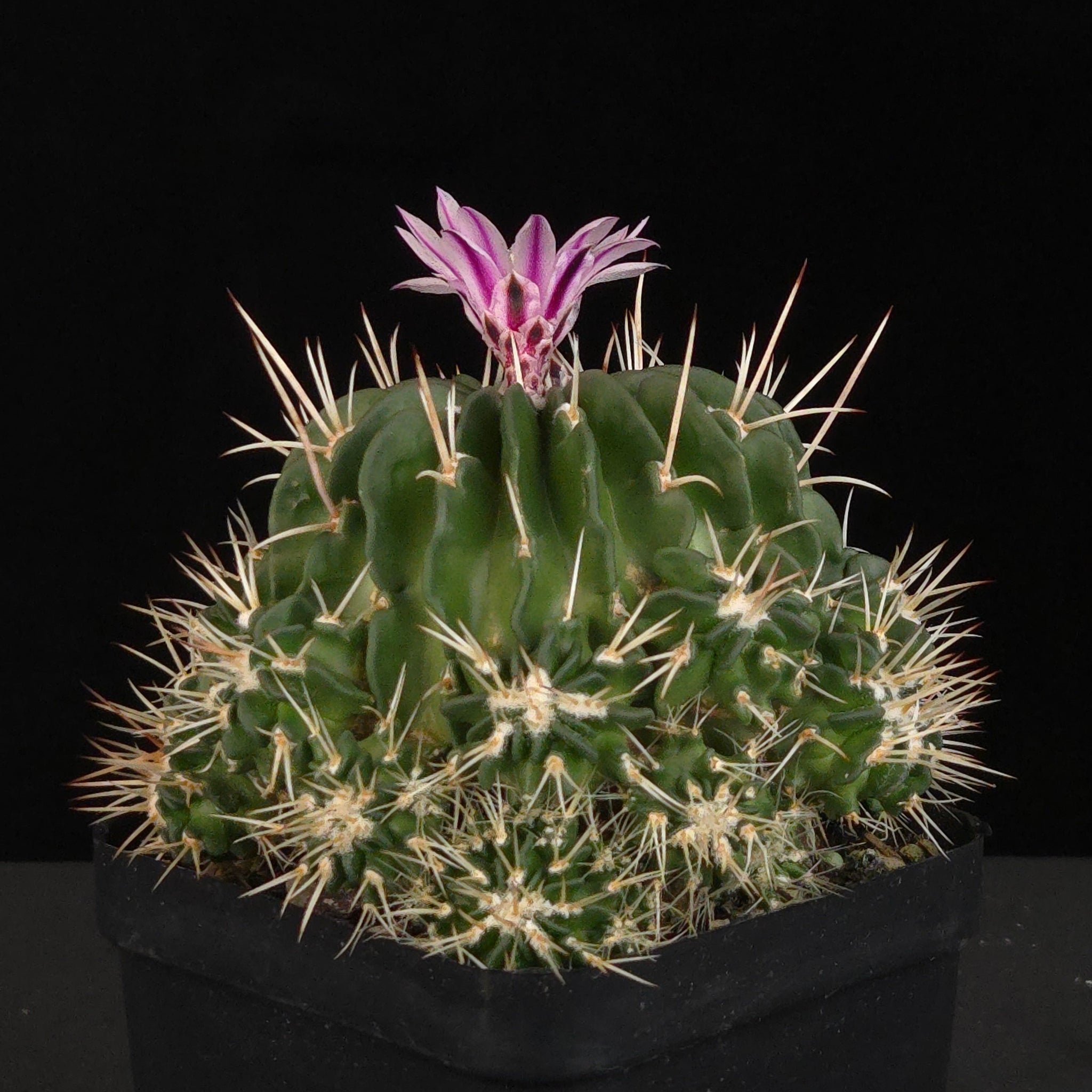 Stenocactus multicostatus Jenci's Favourite potted cactus with pink flower