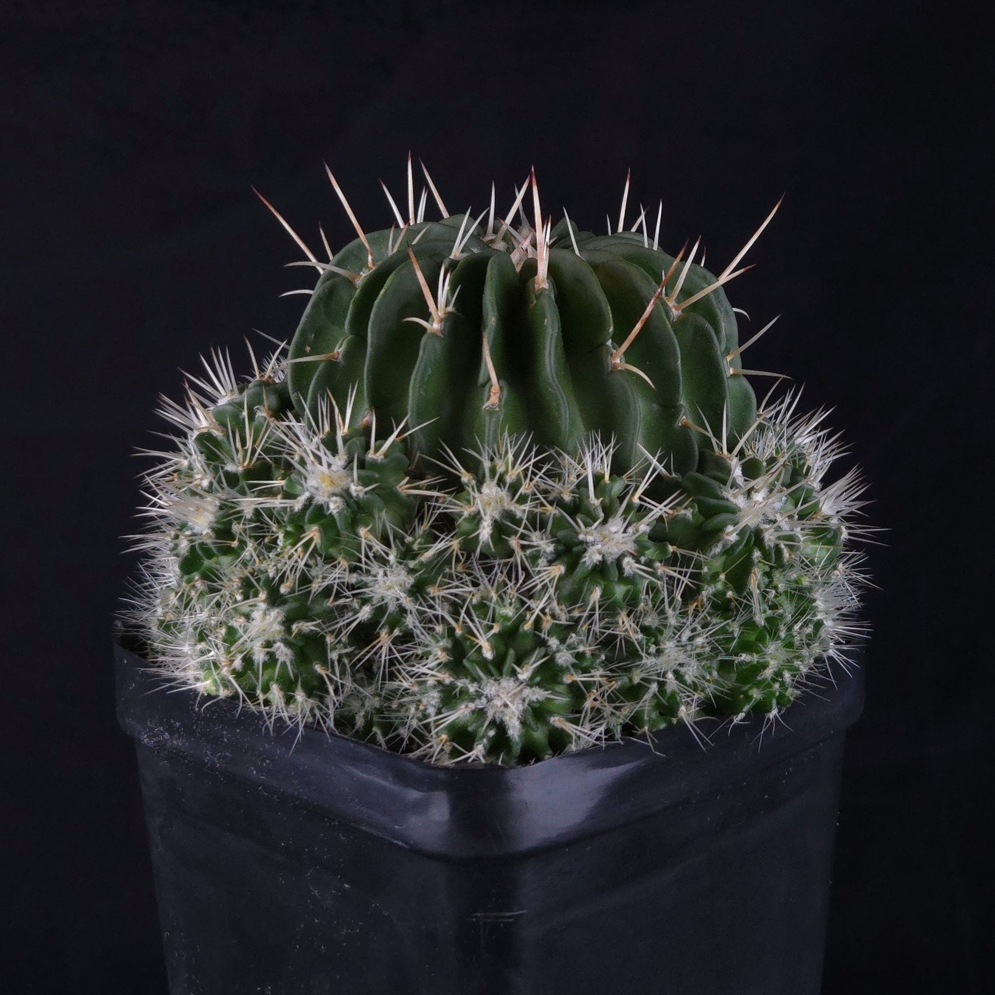 Stenocactus multicostatus Jenci's Favourite showing dense ribbed growth