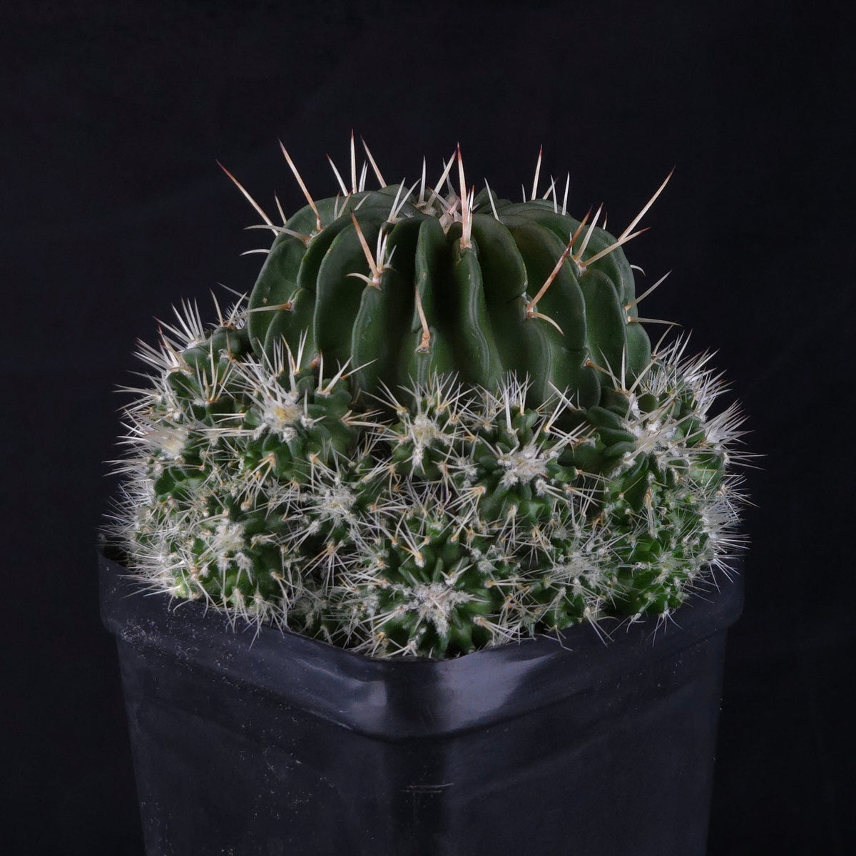Stenocactus multicostatus Jenci's Favourite showing dense ribbed growth