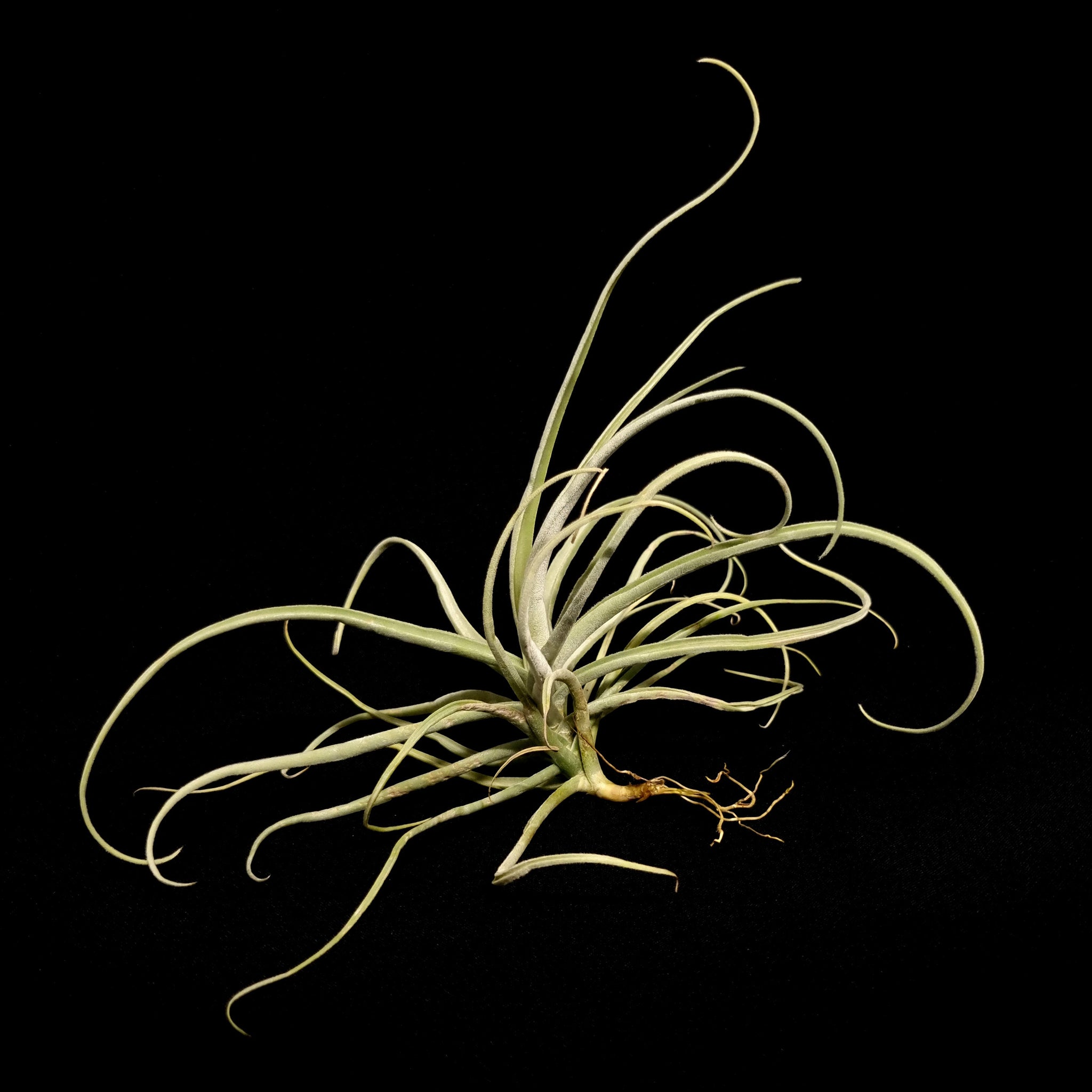 streptocarpa air plant Tillandsia streptocarpa – Collectors Online