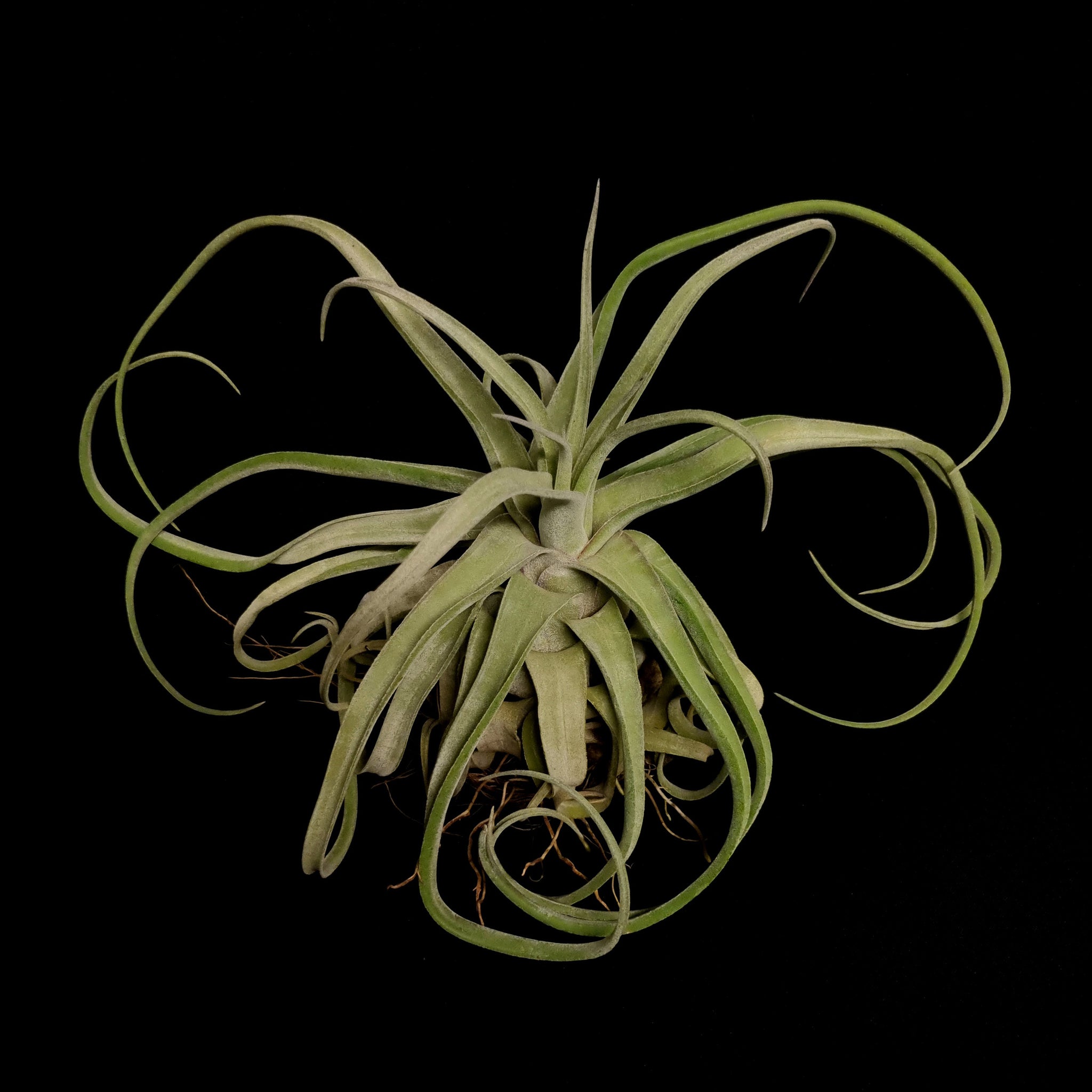 Tillandsia streptophylla