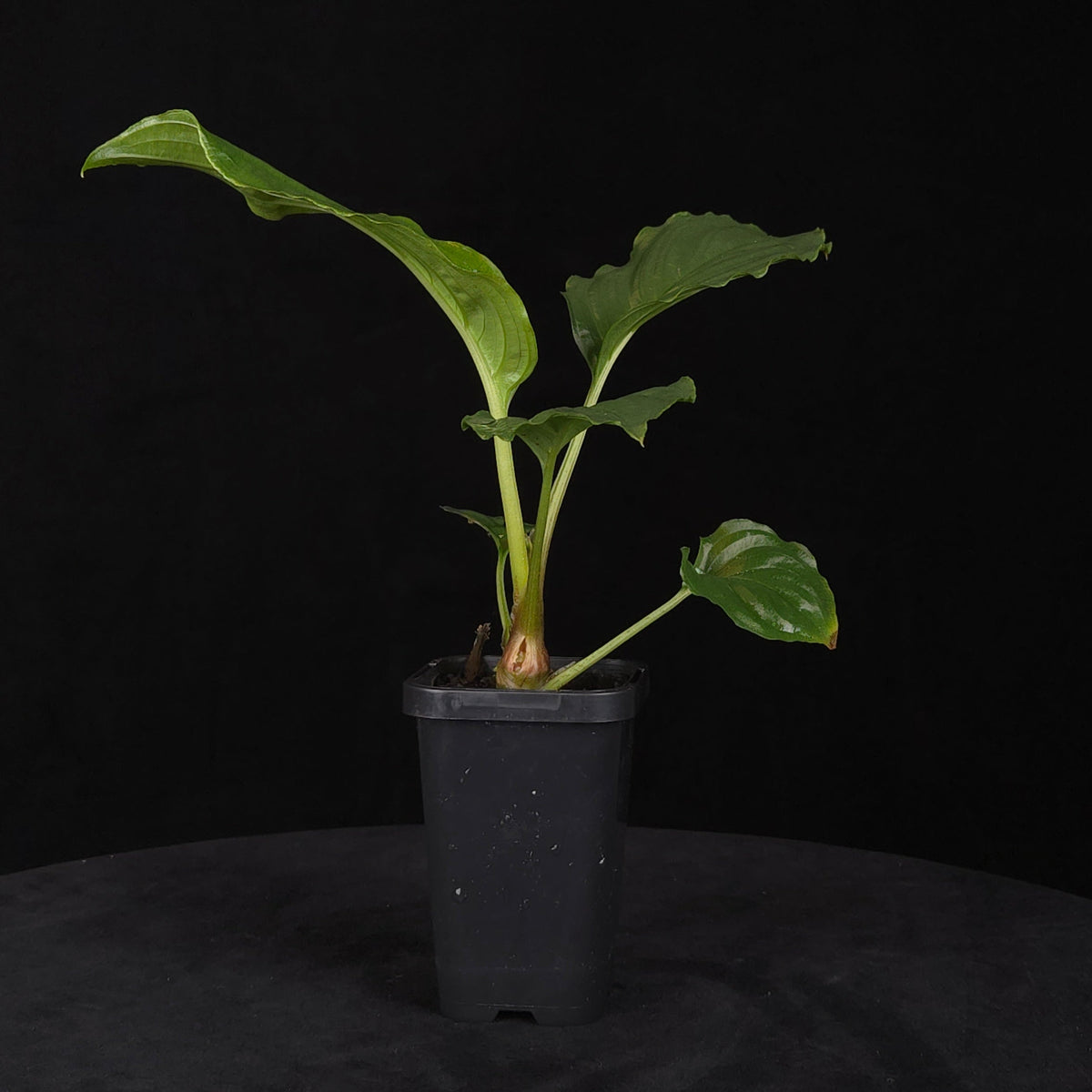 Tacca chantrieri - Black Bat Plant with green foliage growing in a black pot