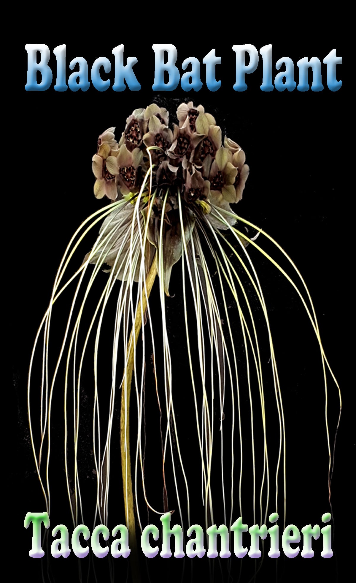 Tacca chantrieri - Black Bat Plant dark flower with long trailing whiskers