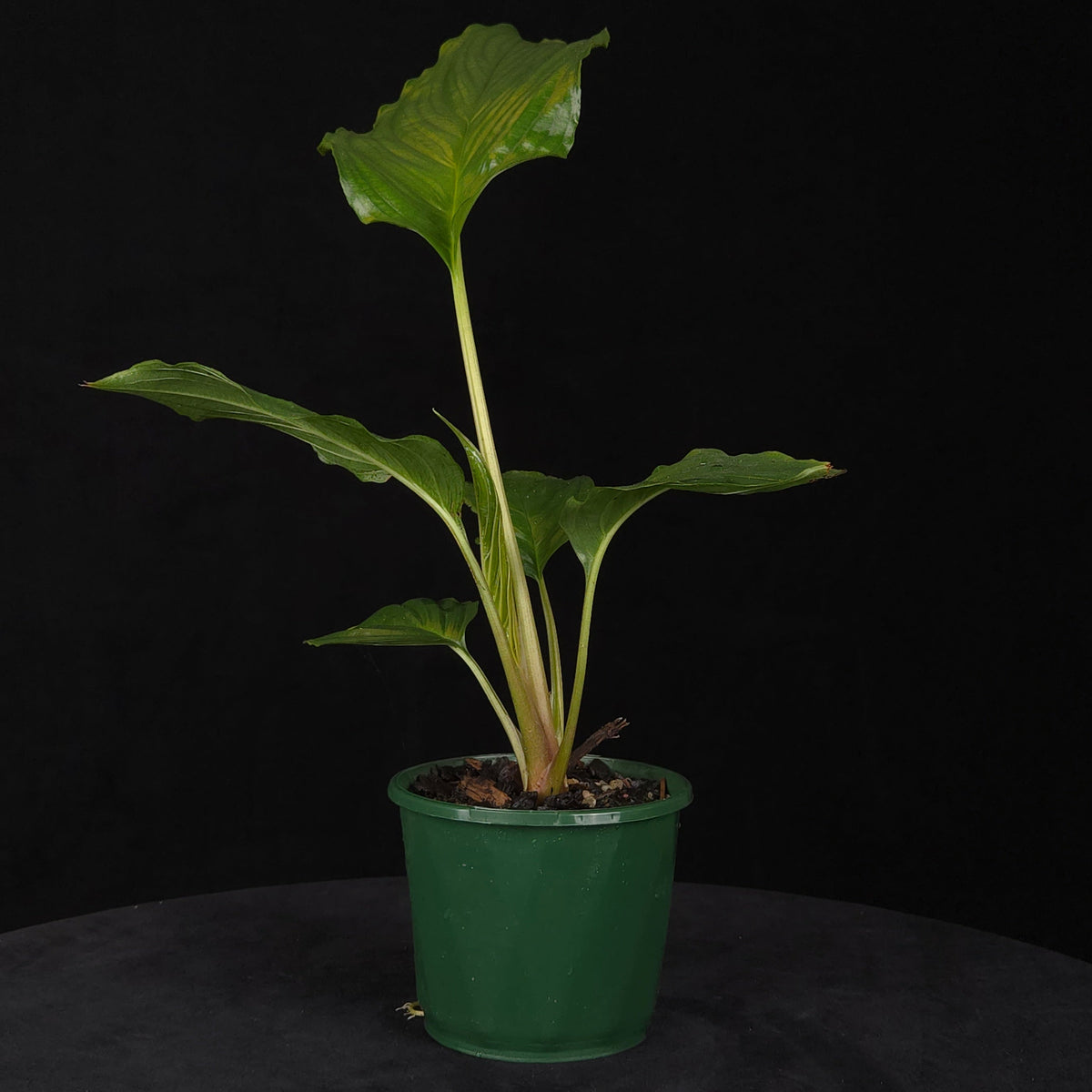 Tacca chantrieri - Black Bat Plant with green foliage growing in a green pot
