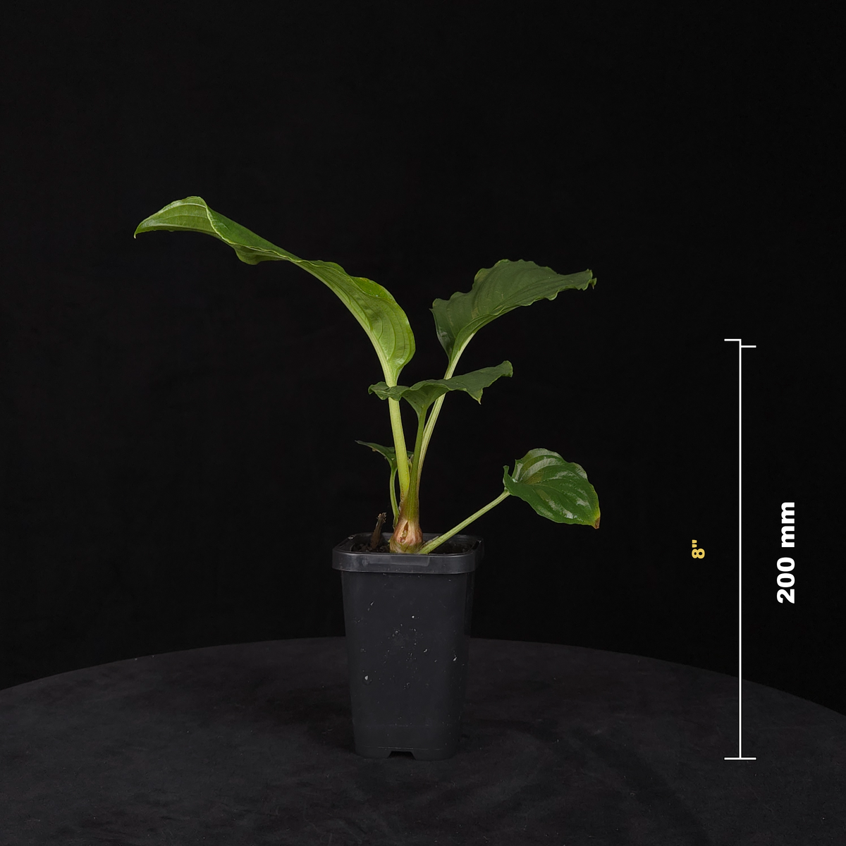Tacca chantrieri - Black Bat Plant potted plant shown with size reference