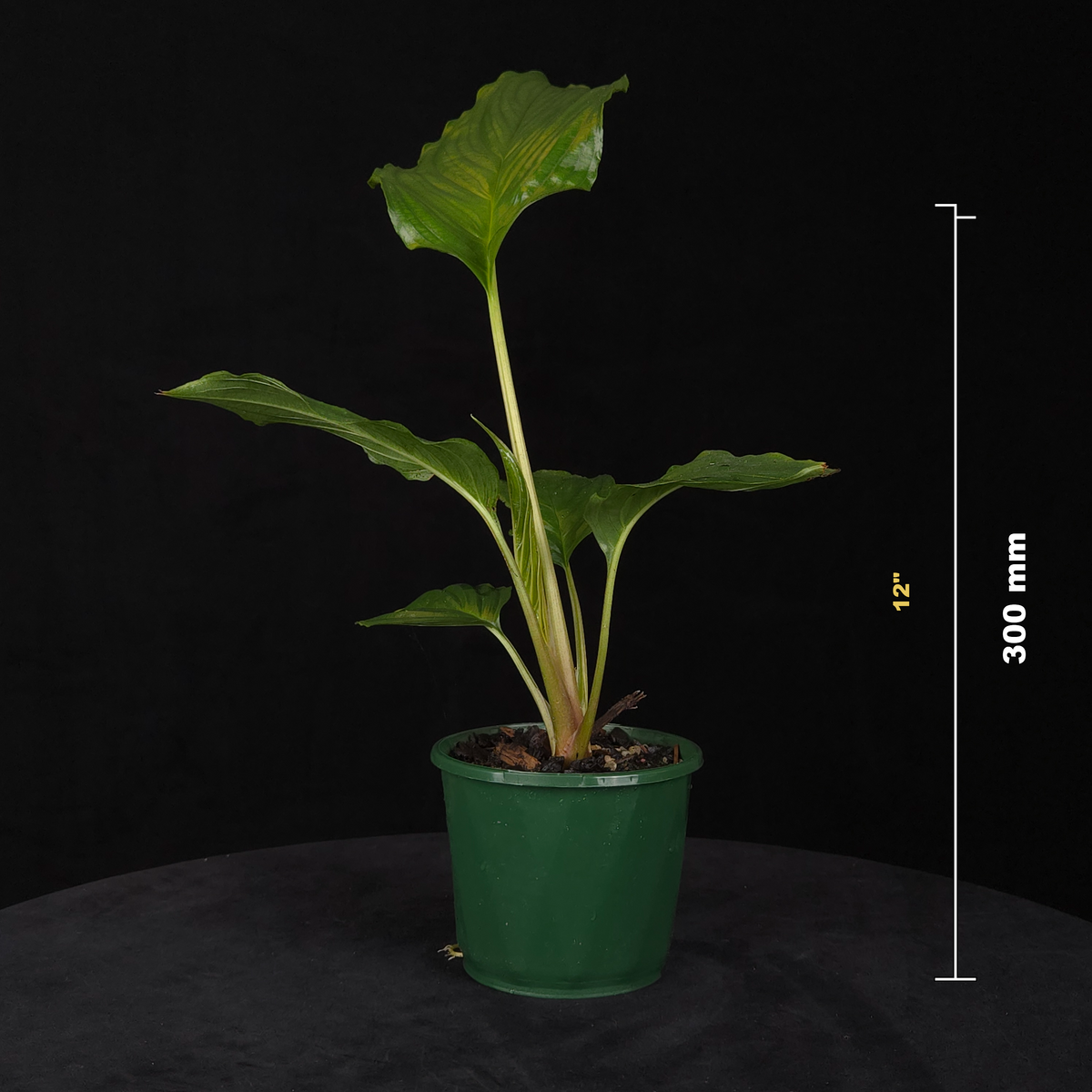 Tacca chantrieri - Black Bat Plant potted plant shown with size reference