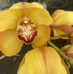 Cymbidium Kimberley Harvest 'Burnt Gold'
