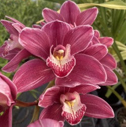 Cymbidium Rotorua Rose 'Splash Petal'