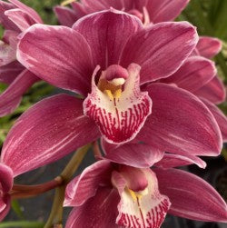 Cymbidium Rotorua Rose 'Splash Petal'