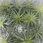 Tillandsia stricta 'Silver' - The Silver Air Plant