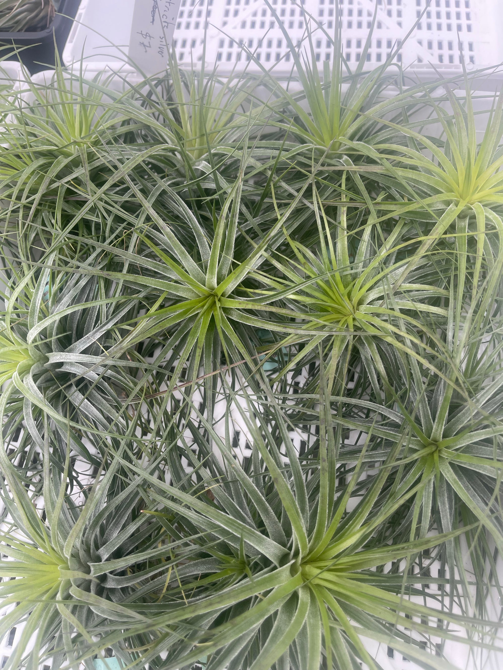 Tillandsia stricta 'Silver' - The Silver Air Plant