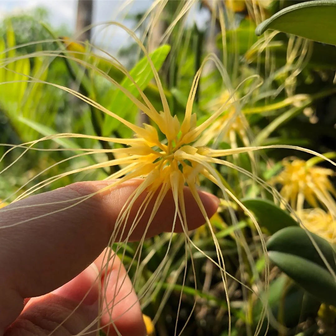 Bulbophylum vaginatum