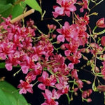 Oncidium Twinkle Red Form