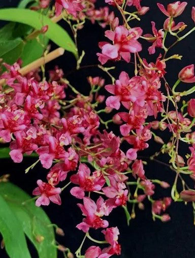 Oncidium Twinkle Red Form