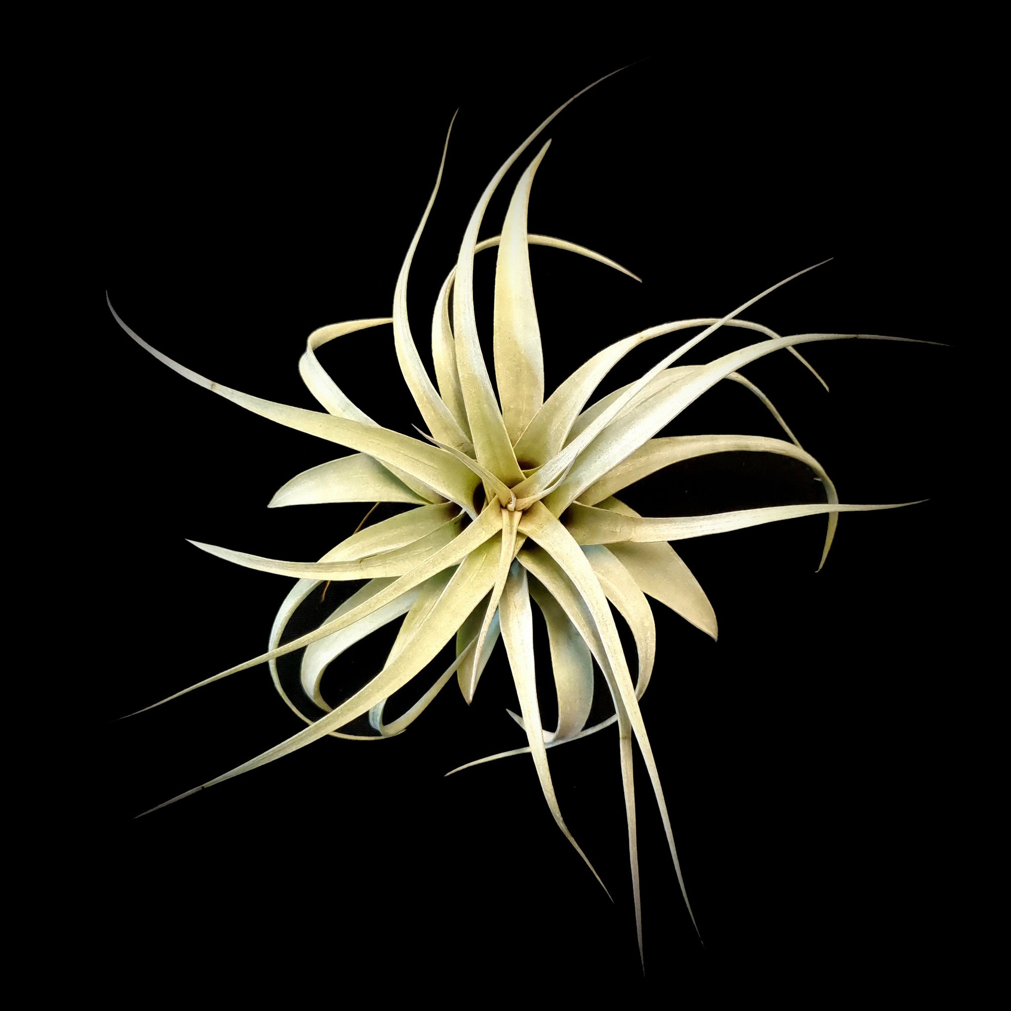 Tillandsia xerographica