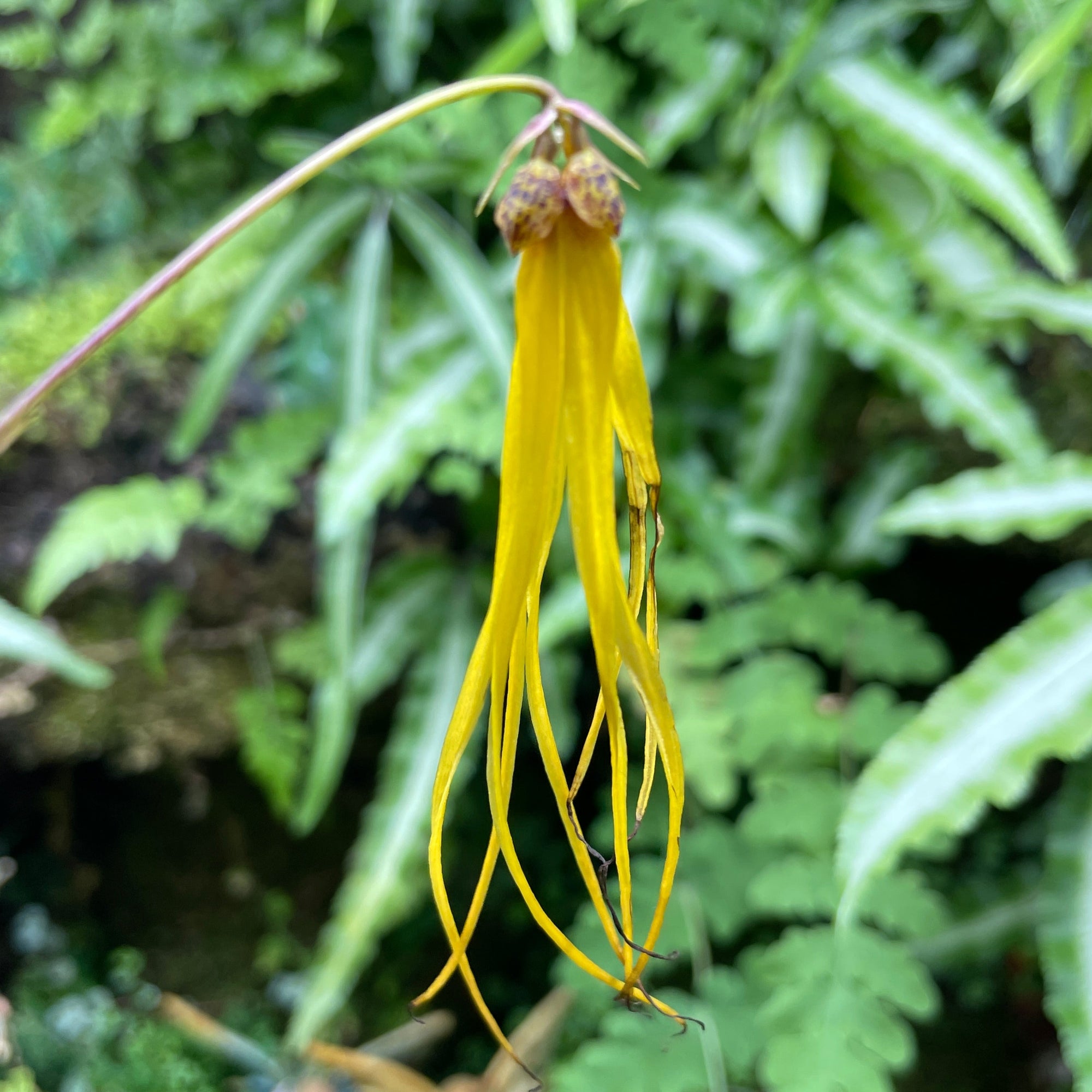 Bulbophyllum thiurum