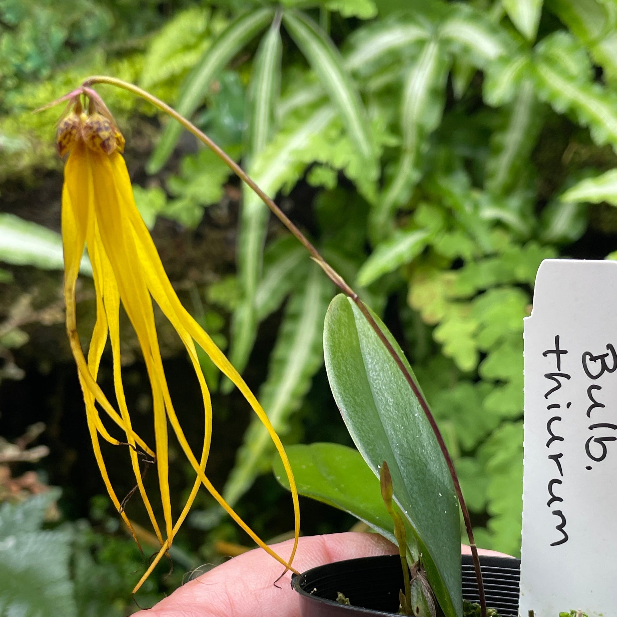 Bulbophyllum thiurum