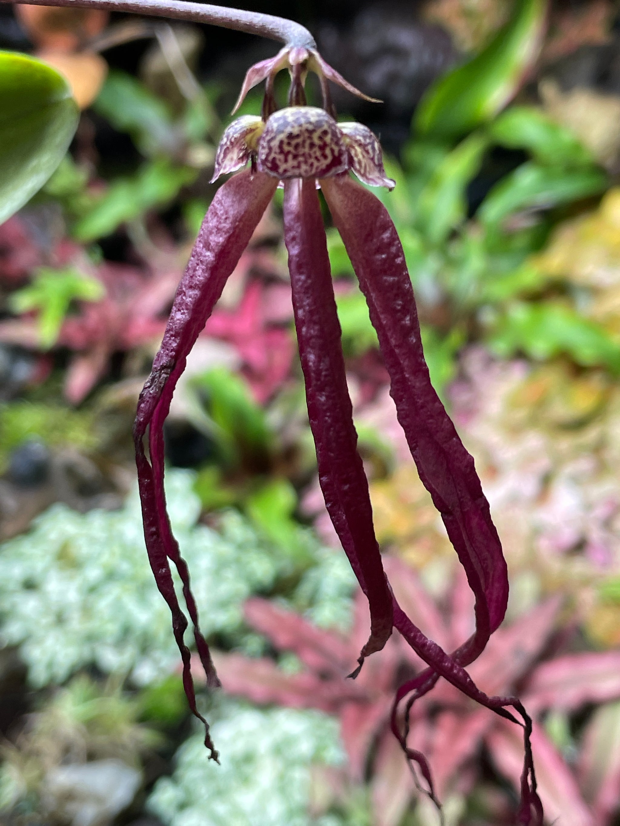 Bulbophyllum treschii