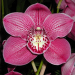 Cymbidium Kirby Lesh 'Lonsdale'