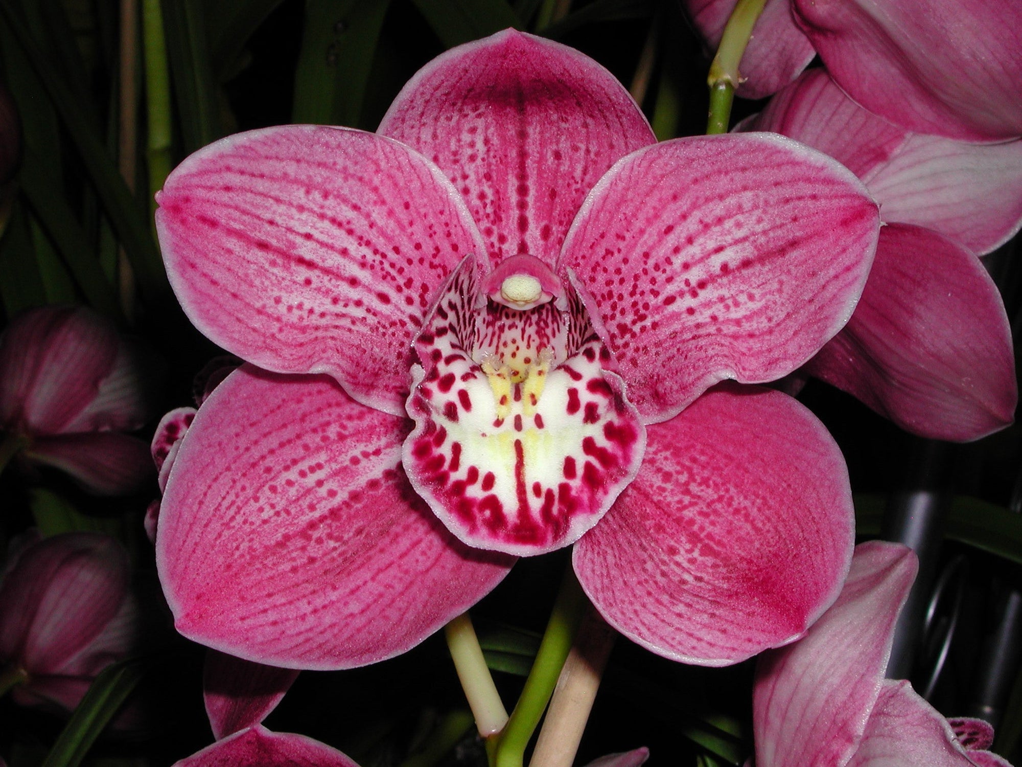 Cymbidium Kirby Lesh 'Lonsdale'