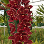 Cymbidium 'Ruby Falls'
