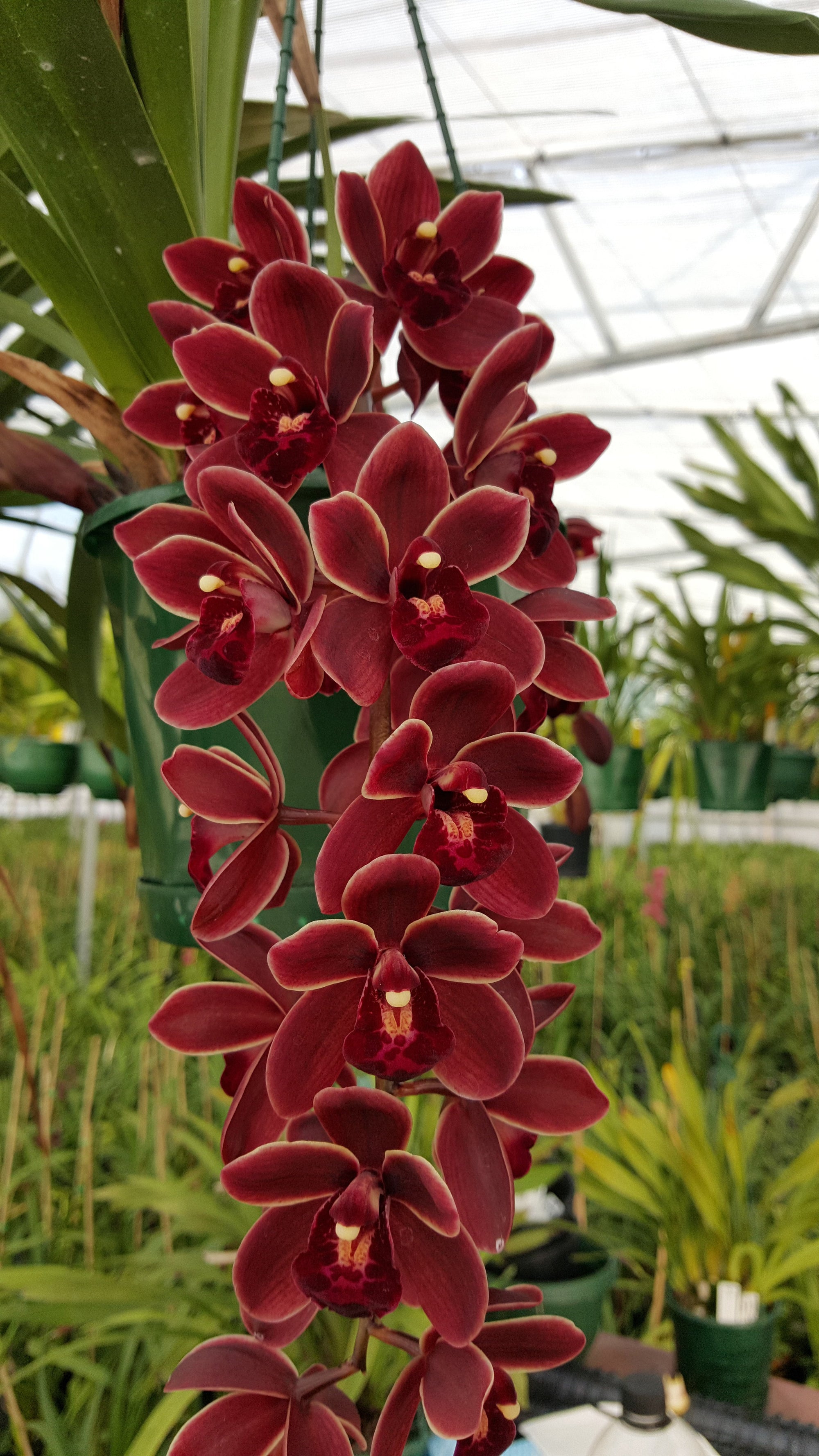 Cymbidium 'Ruby Falls'